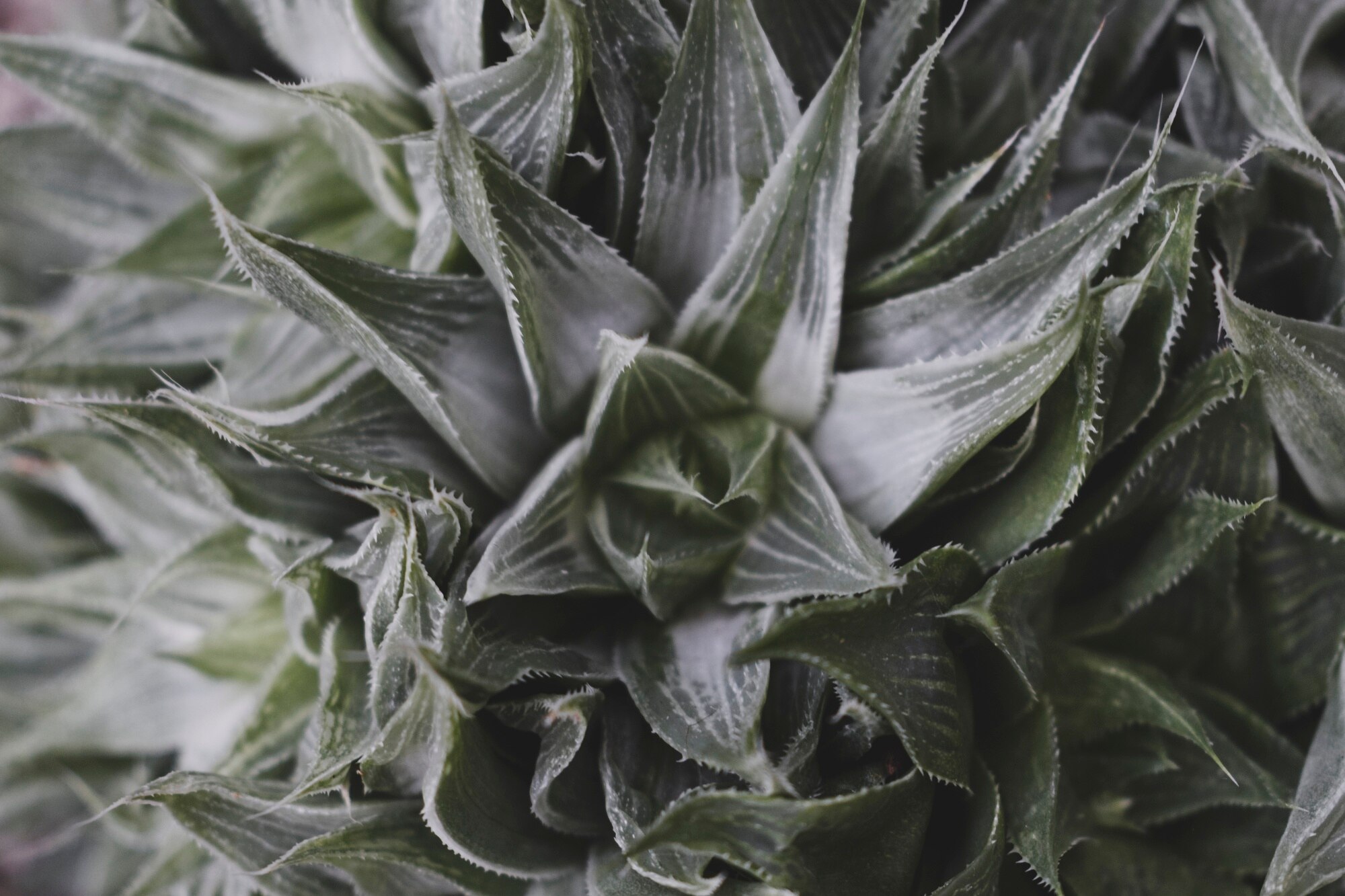 Botanical detail